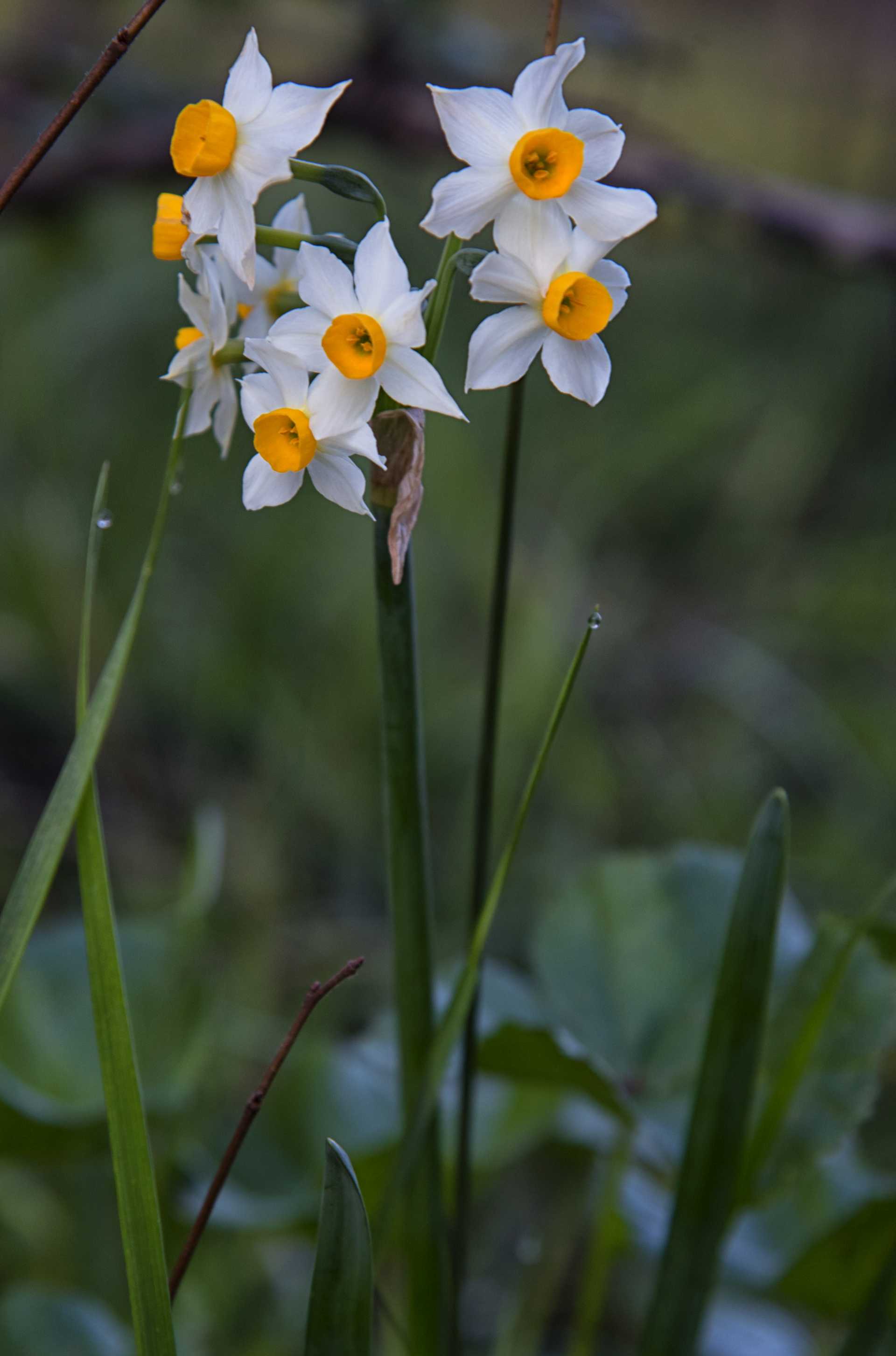 Il narciso tazzetta Narcissus tazetta